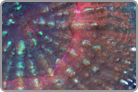 Multi-Color Sunset in the Strawberry Field. Solomon Islands Collected